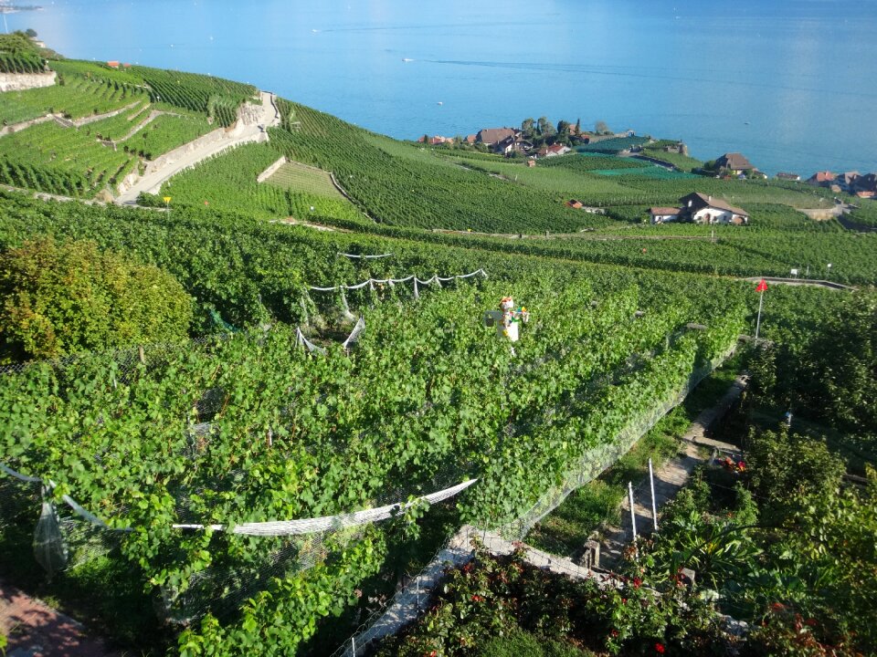 Switzerland lake geneva grape