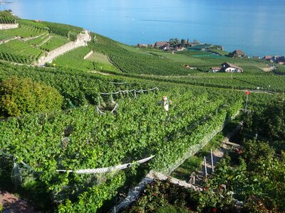 Switzerland lake geneva grape
