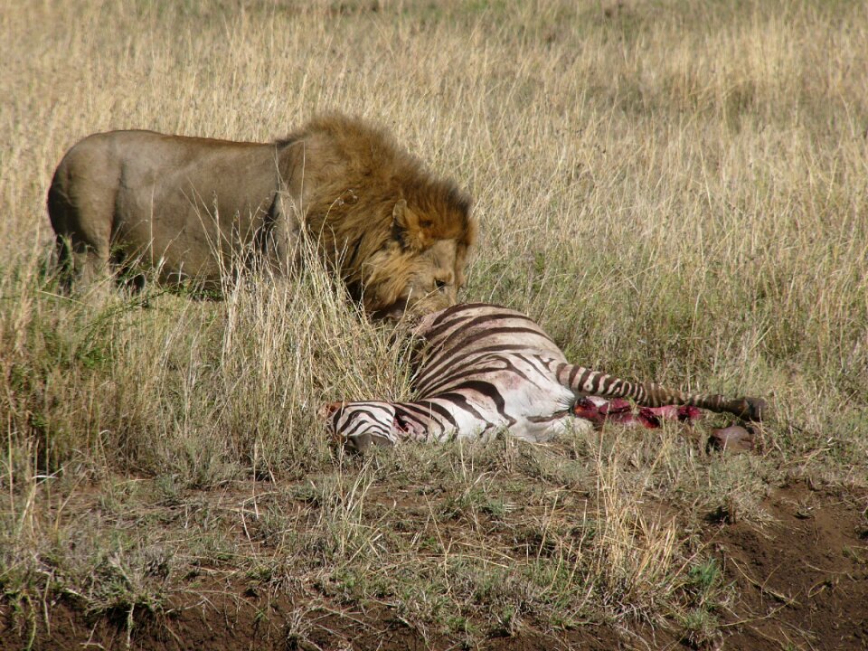 Chilly masai mara national park kenya photo