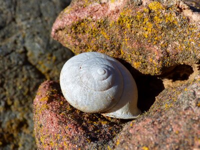 Spiral rock lichen