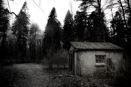 Black nature outdoors