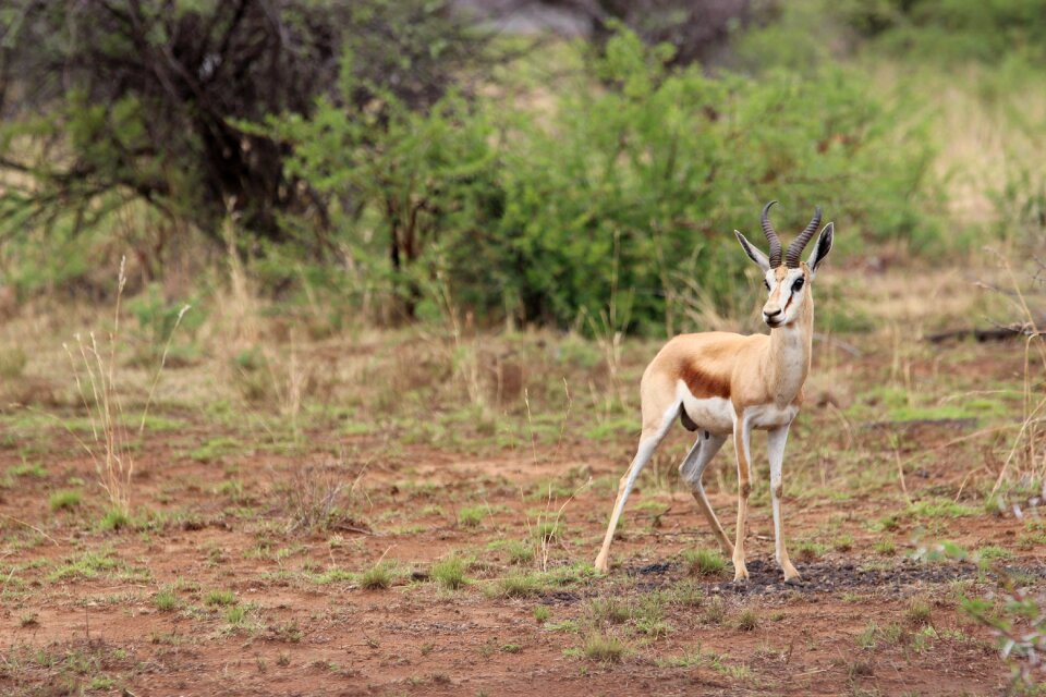 Wilderness springbok antelope