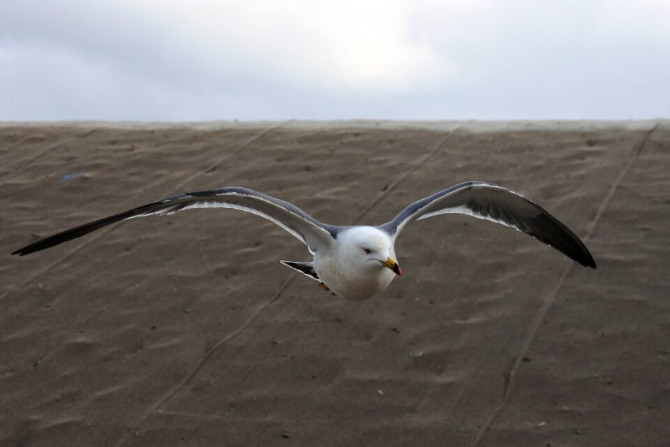 Sea gull seagull seabird