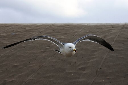 Sea gull seagull seabird photo