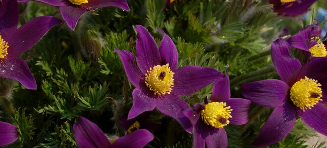 Flower spring pulsatilla vulgaris