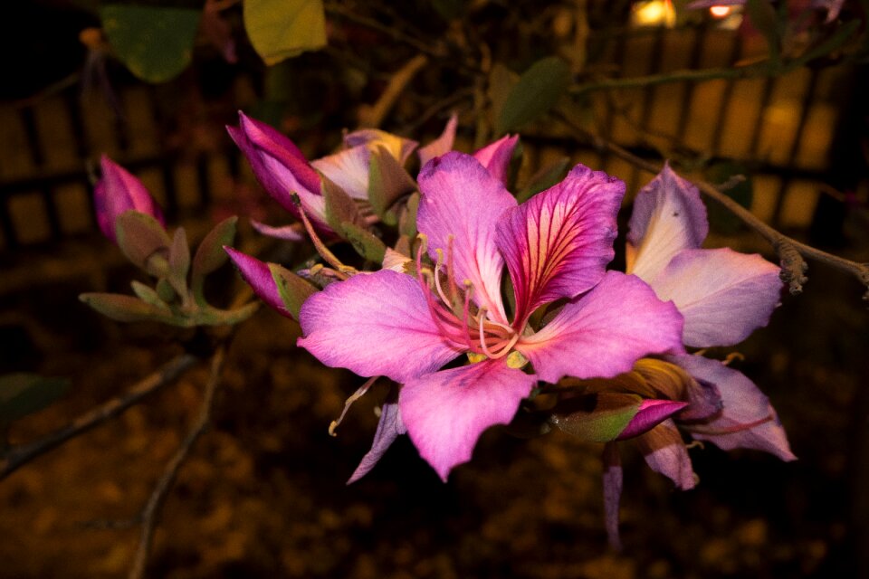 Magenta flower unam nature flowers and gardens unam