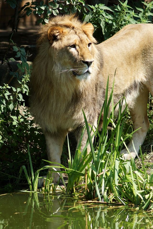 Africa steppe wildcat