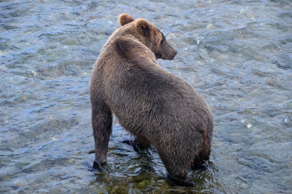 Brooks fall bear alska