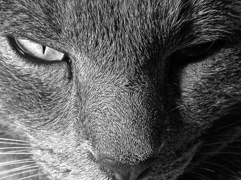 Feline kitten kitty