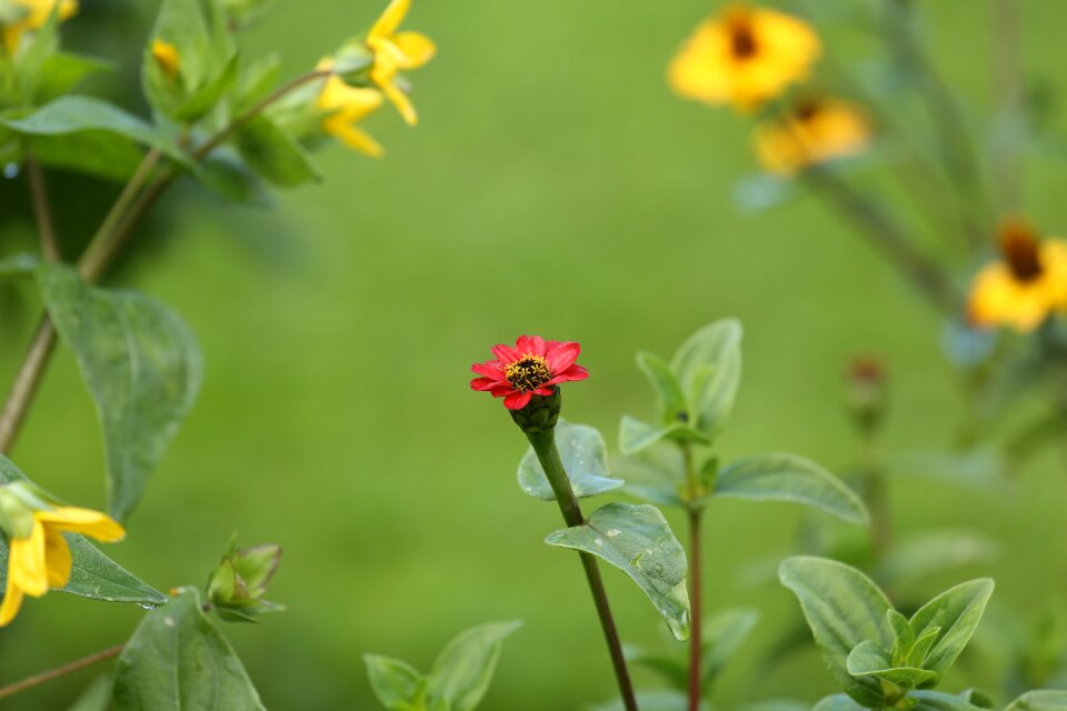 Red flower nature plant