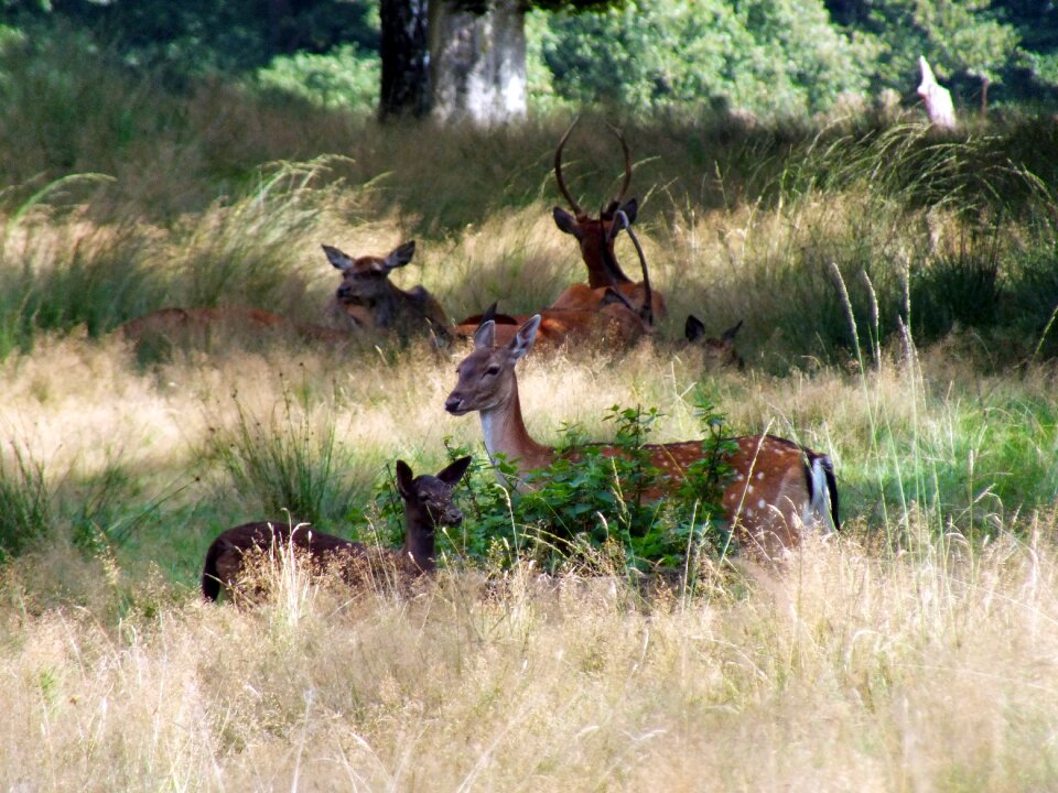 Veluwe hiking tree
