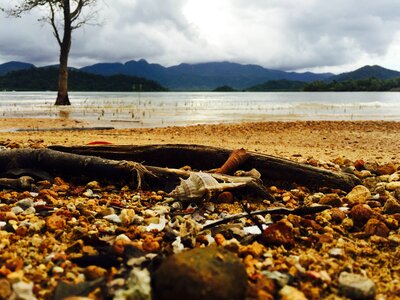 Crab beach sand