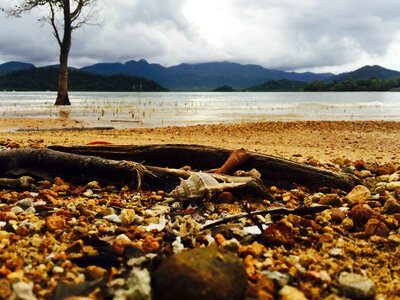 Crab beach sand photo