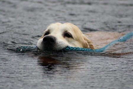 Water dog photo