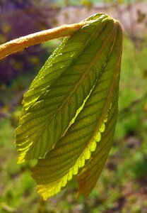 Leaves nature green photo