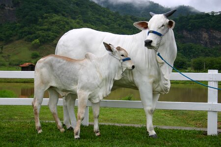 Boi puppy cow