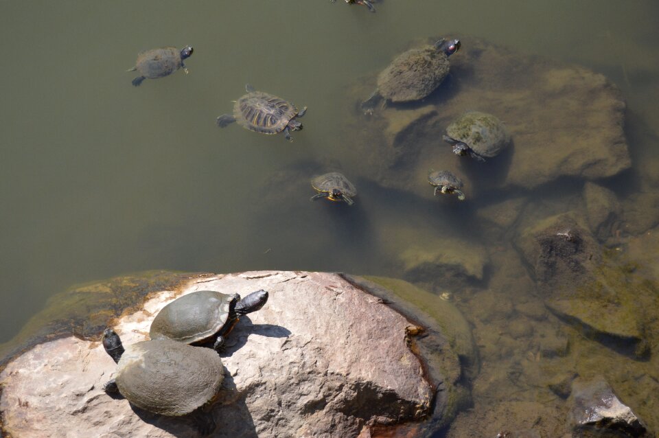 Stone pond reptile