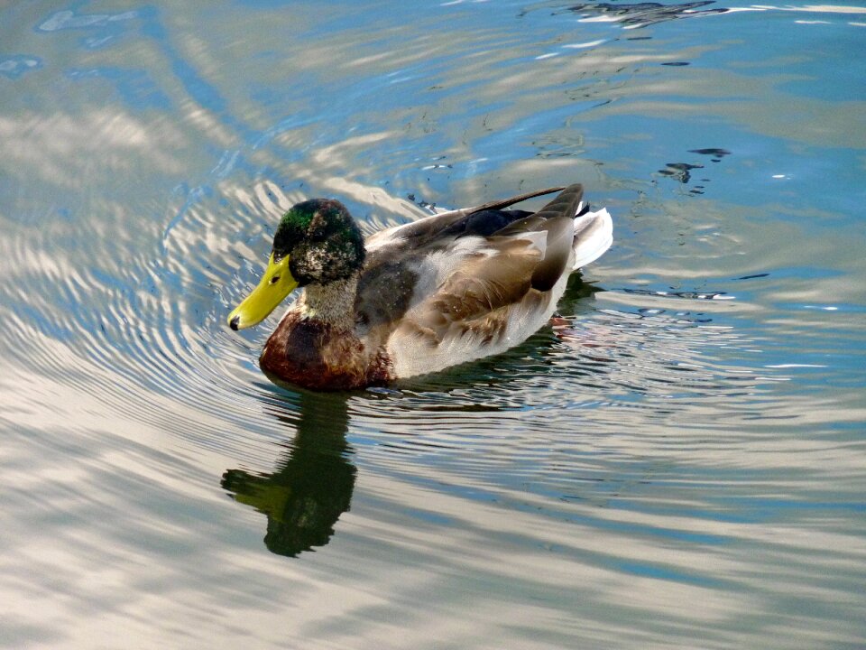 Water birds bird nature