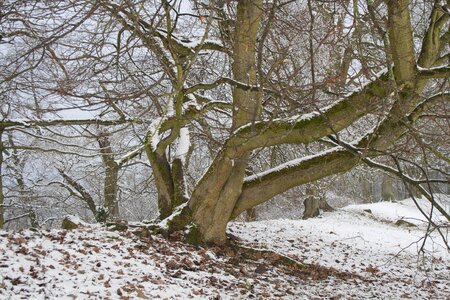 Winter trees wintry snowy photo