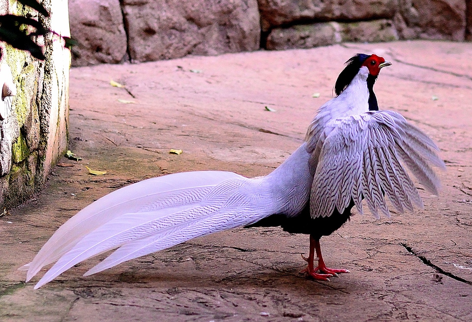 Wings feather wildlife