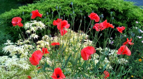 Nature flower field
