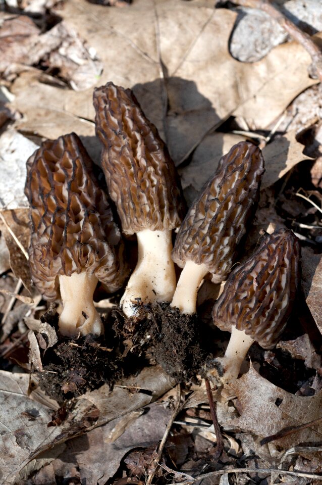 Morels fungi