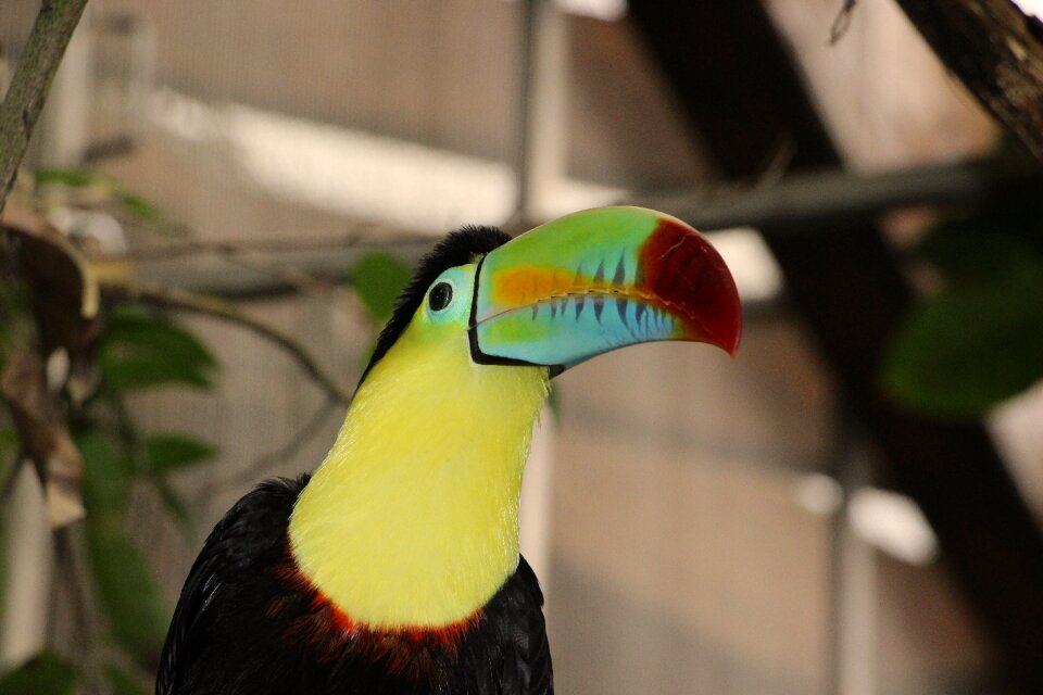 Bird poultry tropics