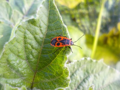 Firebug beetle insect