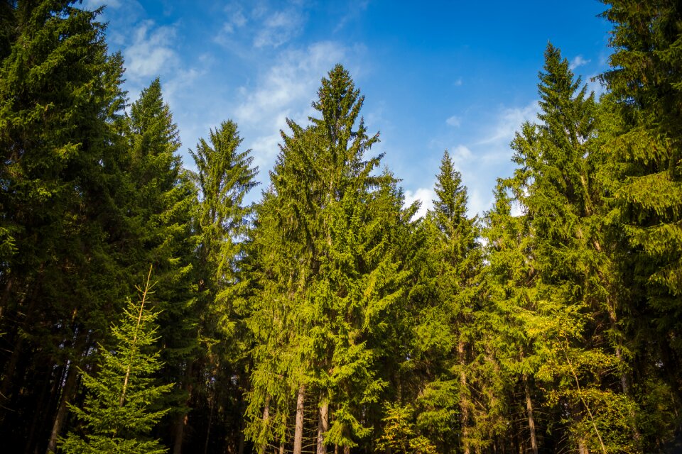 Sky nature forest