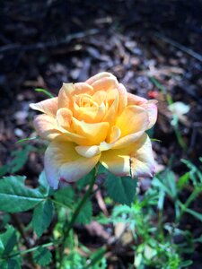 Rose yellow rose garden