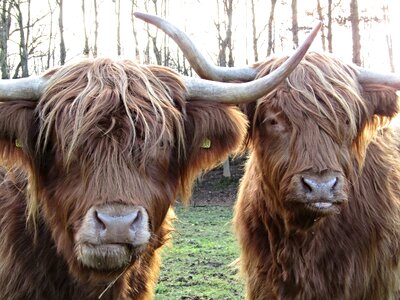 Hairy scottish cattle