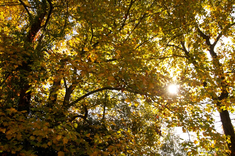 Branches leaves