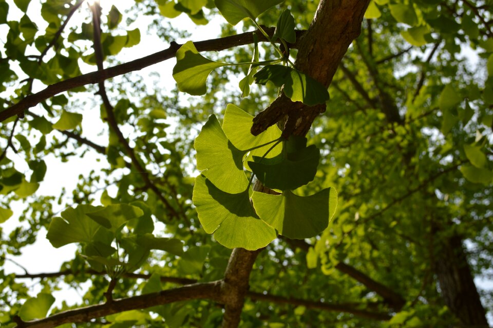 Green the leaves ginkgo
