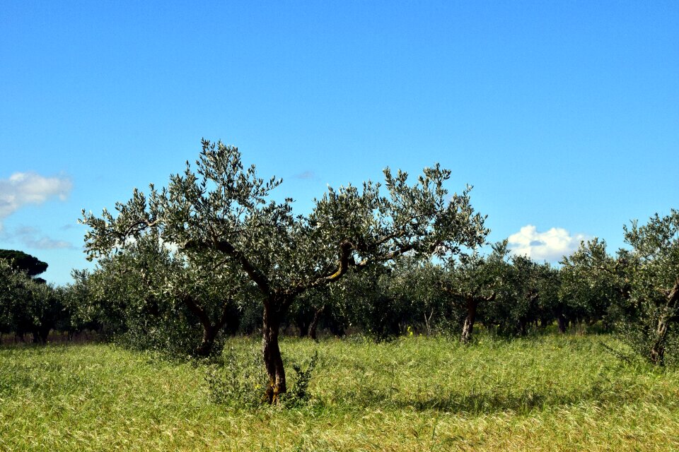 Old tree gnarled olive root
