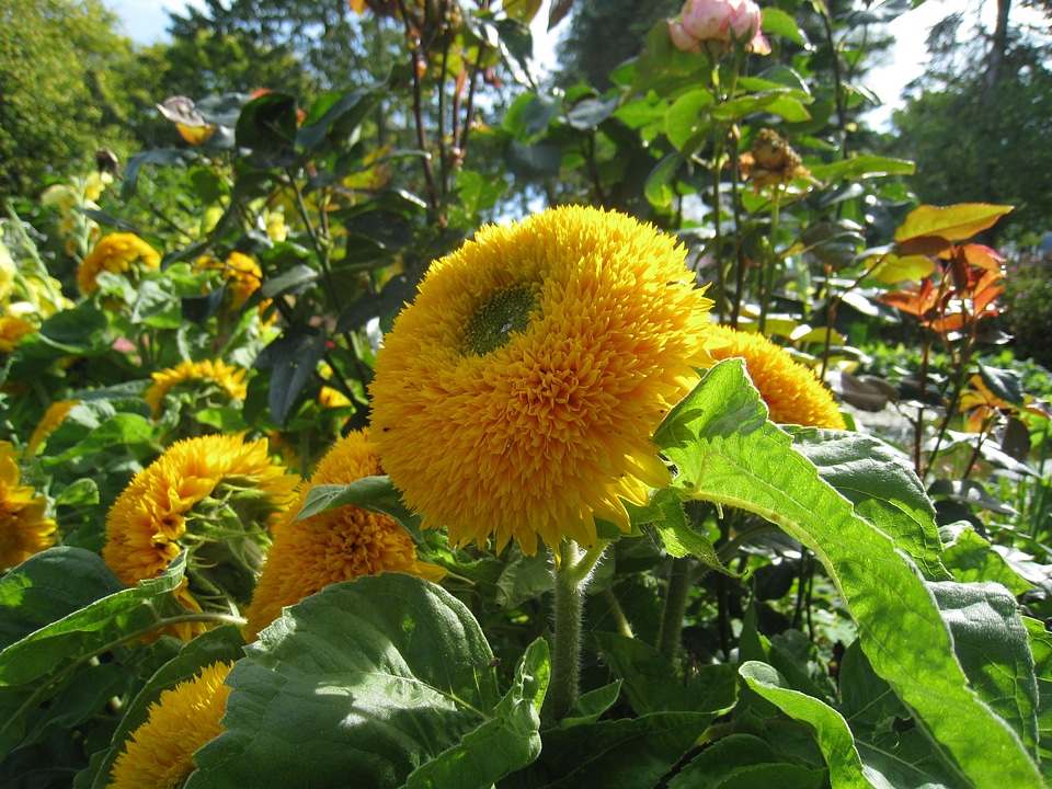 Garden flowers colors