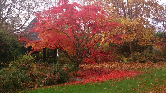 Autumn tree nature