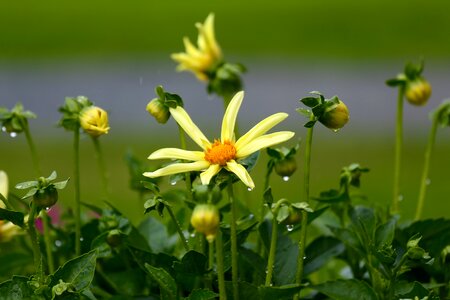 Yellow flower dahlia garden photo
