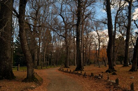 Landscape trees san martín of andes