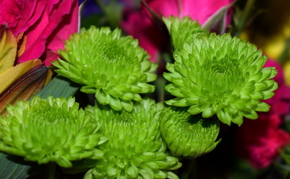 Blossom bloom plant