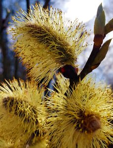 Nature full bloom early bloomer