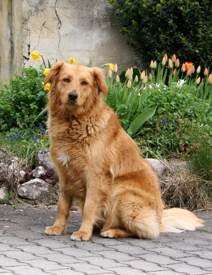 Dog flowers seat