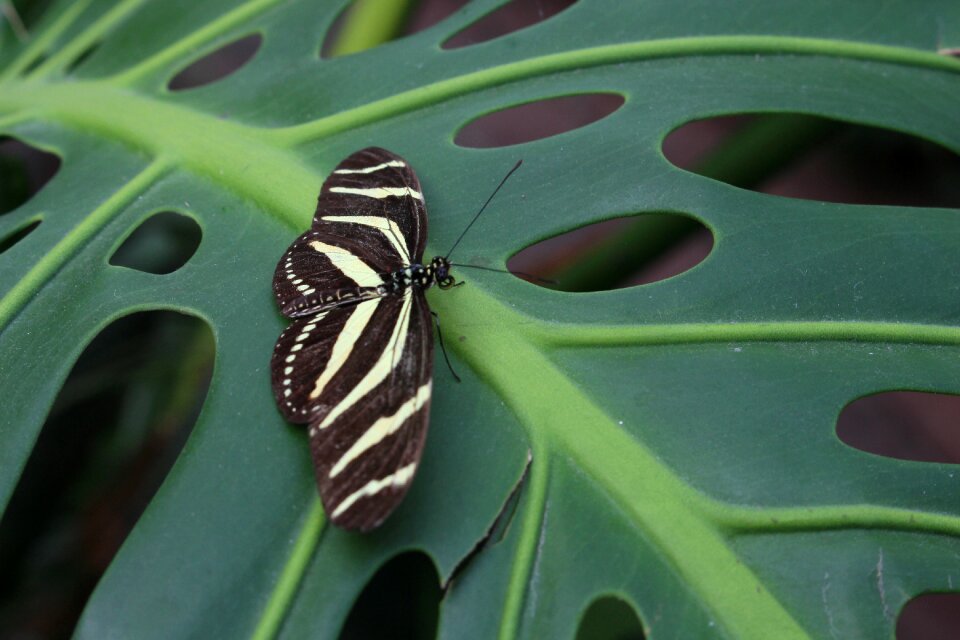 Leaf tropical insect