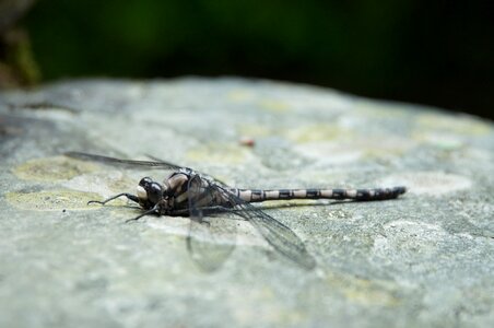 Dragonfly rock photo