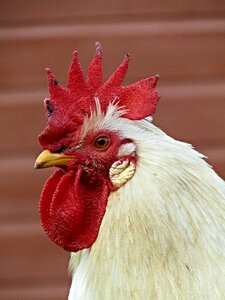 Chicken cockerel poultry photo
