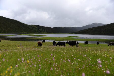 Tibet ecology drunk oxygen