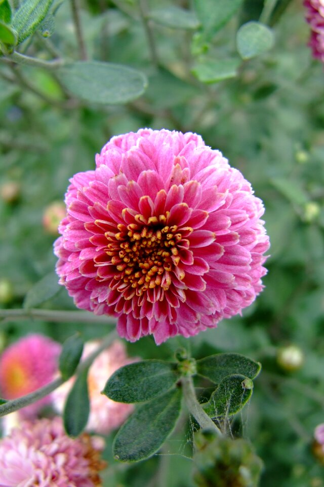 Plant a garden summer roses