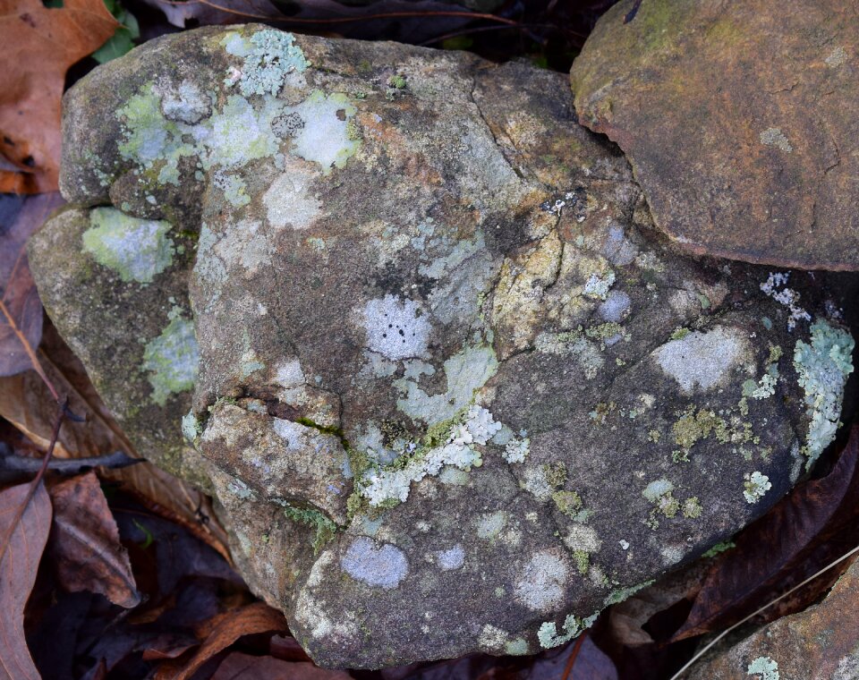 Cyanobacteria fungi nature