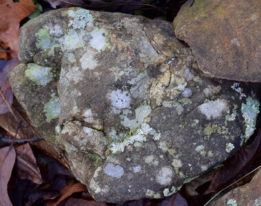 Cyanobacteria fungi nature photo