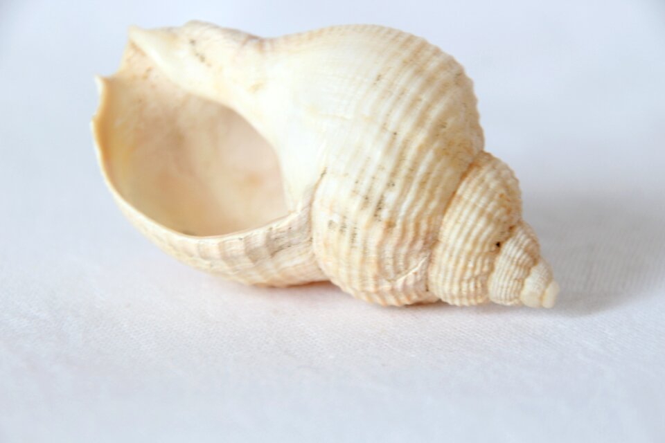 White shell still life photo