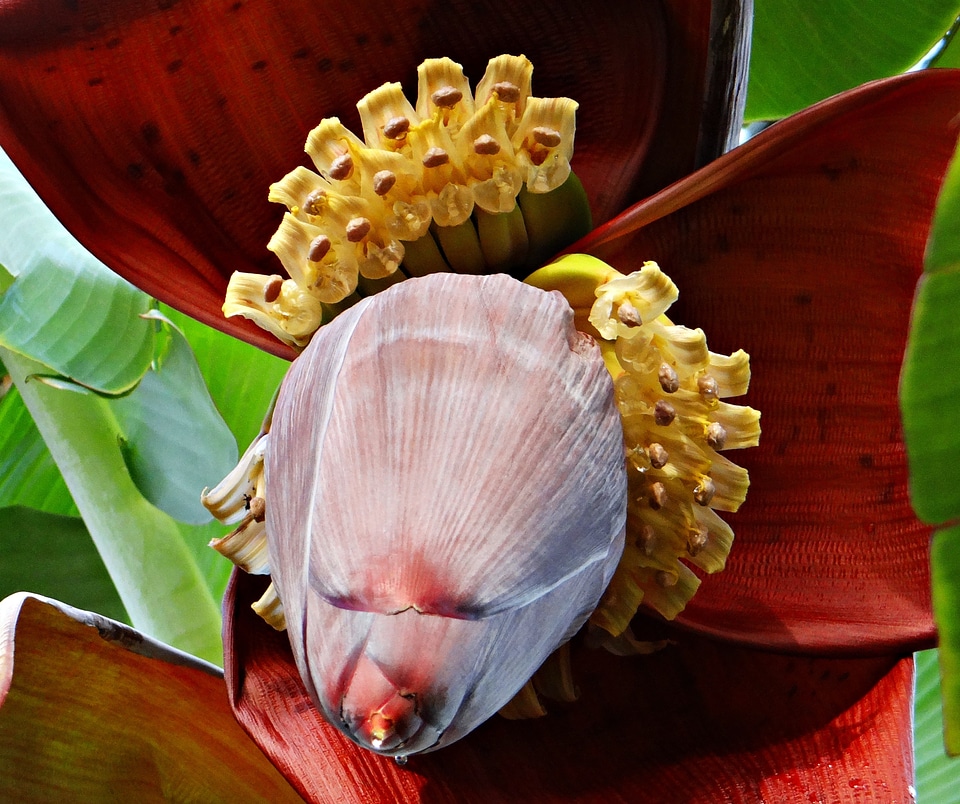 Flowers fruits india